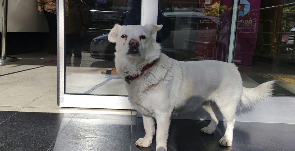 Dog Spent Days Outside Turkish Hospital Waiting for Owner
