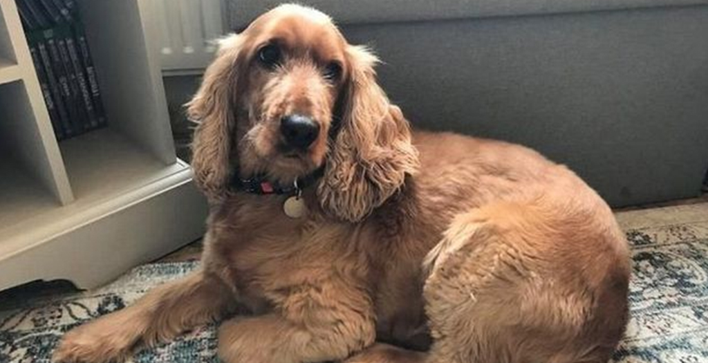 Heartbroken Woman Forced to give up Foster Dog finds him on Facebook in Unexpected Photo