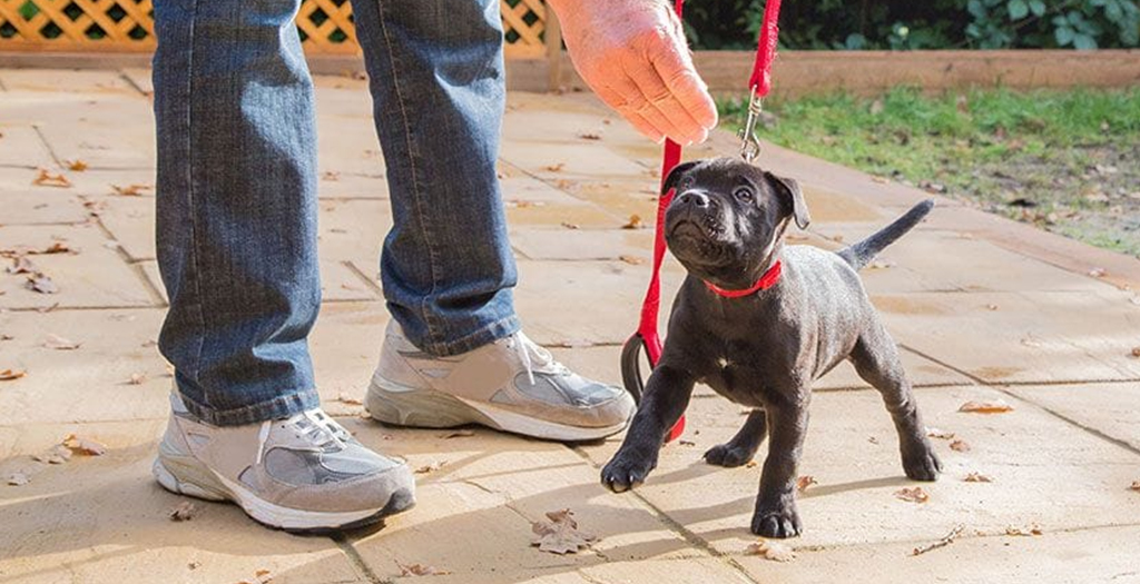 How To Train Your Dog In The Right Way