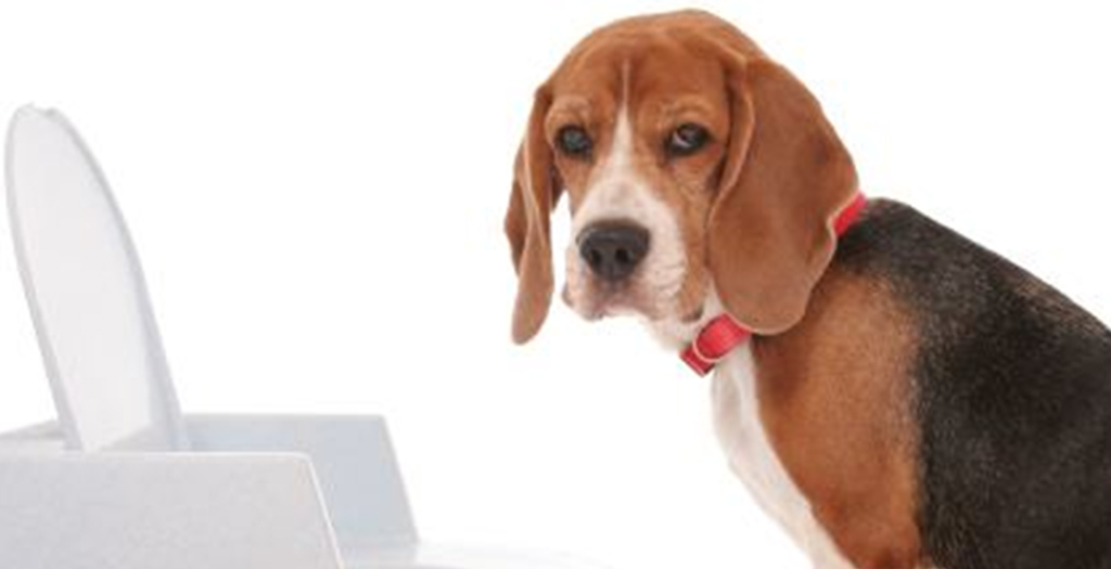 How to Potty Train a Dog In-House