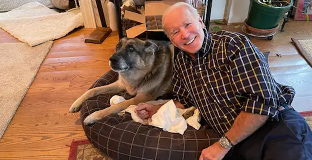 Joe Biden's Pet Pooch Major 'Indogurated' as First US Dog-elect ahead of Presidential Inauguration