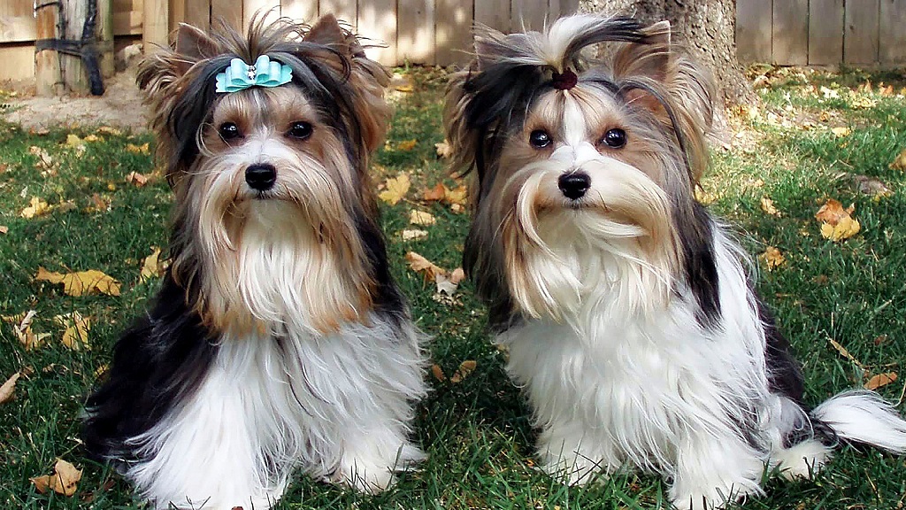 Leave It to Biewer: New Toy Dog Breed to Join Many US Shows