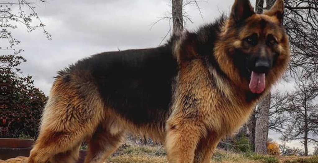 Local Animal Shelter Extends Grace to Person who Left Abandoned Dog with Food, Blankets, and a Note