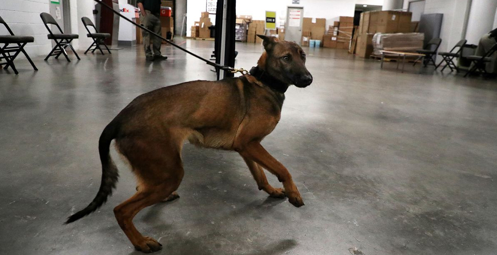 Miami Heat to Use COVID-19 Sniffing Dogs to Screen Fans at Games