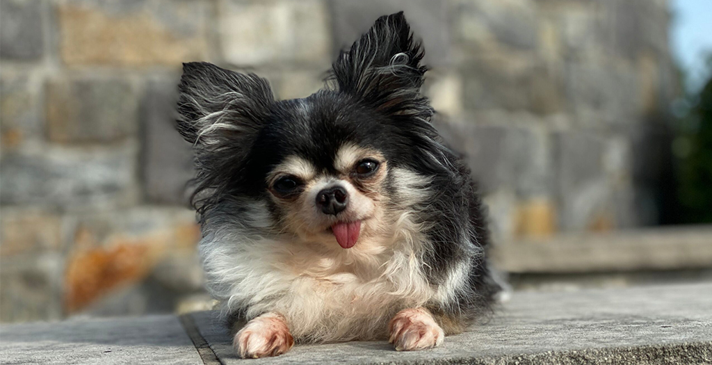 Nominations Open for the 2021 American Humane Hero Dog Awards