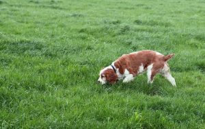 Not Letting Them Sniff