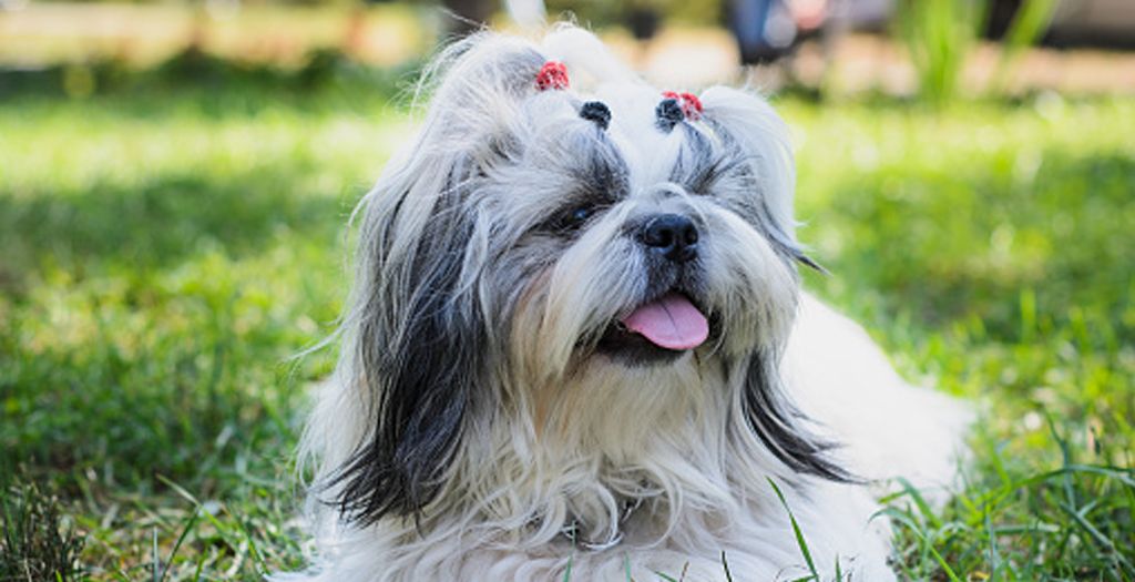 Pet Hygiene Tips & Care