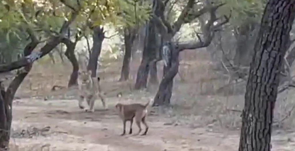 Stray Dog Fights Fierce Battle with Lioness in Viral Video