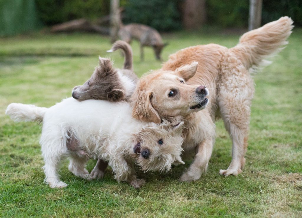 Dog surrounding with too many dogs