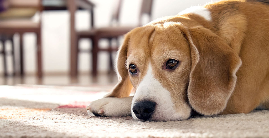 Top 11 Signs Your Dog is in Pain