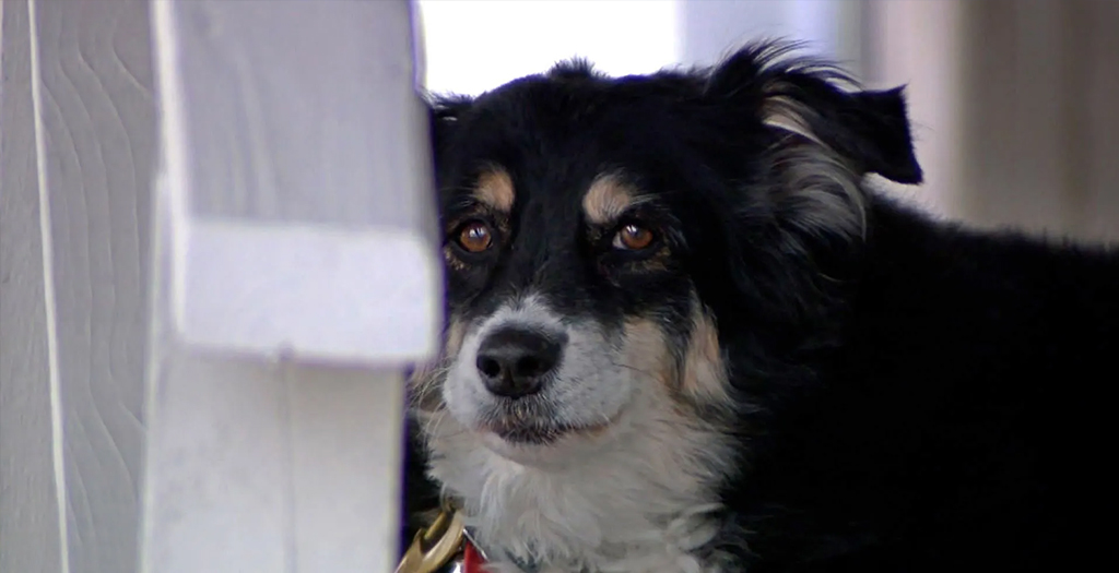 An 8-Year-Old Border Collie Named Lulu is Inheriting a $5 Million Trust