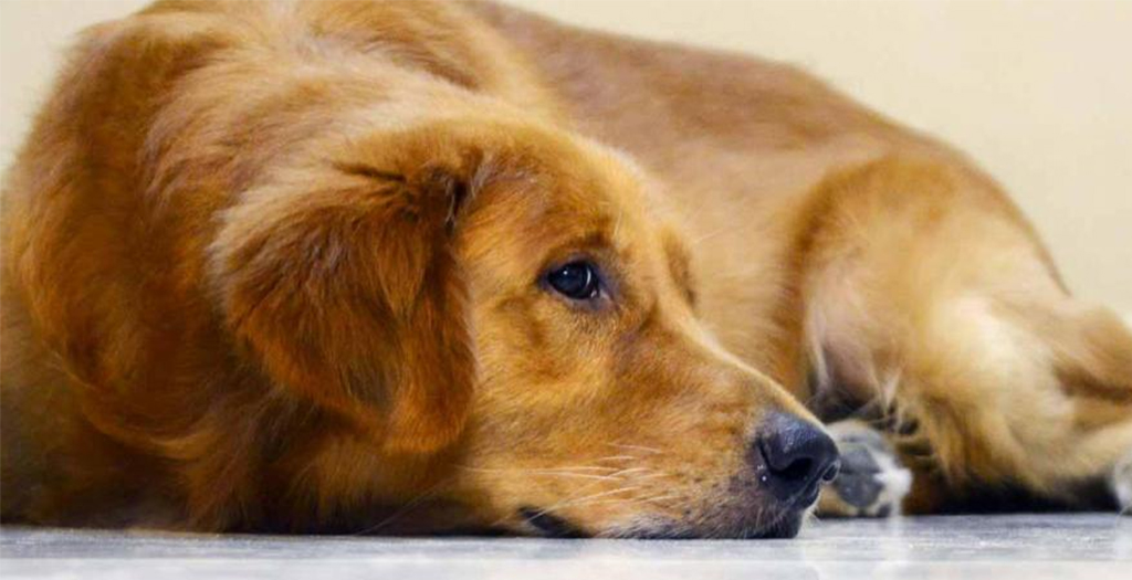 Annoyed over Continuous Barking, Man Shoots Neighbor's Dog Dead in Karnataka
