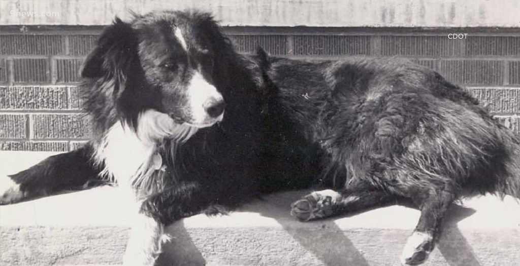 Broomfield Names Pedestrian Bridge after Beloved Dog