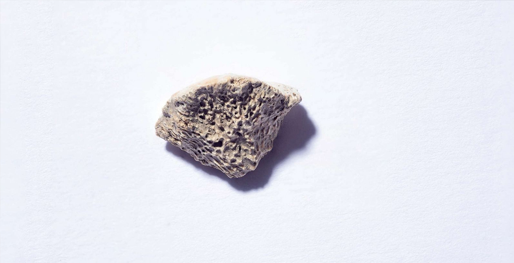 Dogs came to North America with Earliest Humans