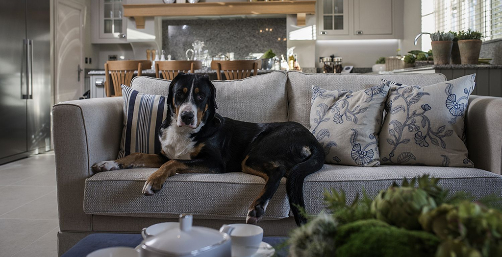 Features of Interior Design for Dog’s Owners