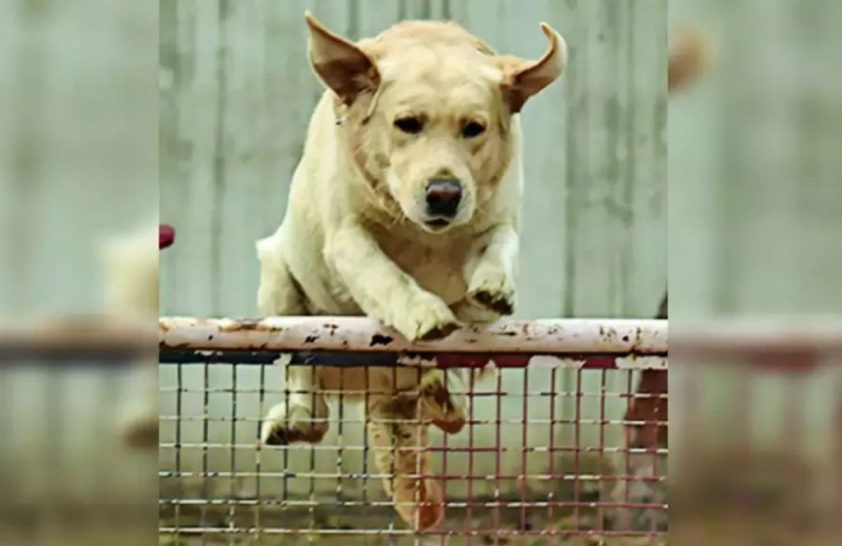 For Promotion, Police Dogs will have to take K9 Test