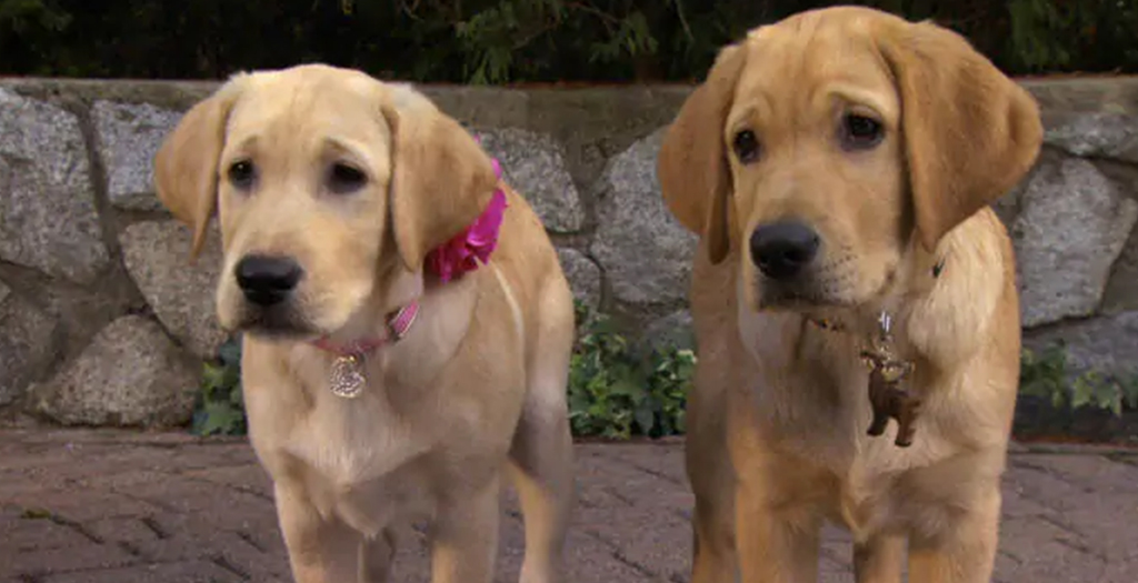 How To Adopt A Dog In India