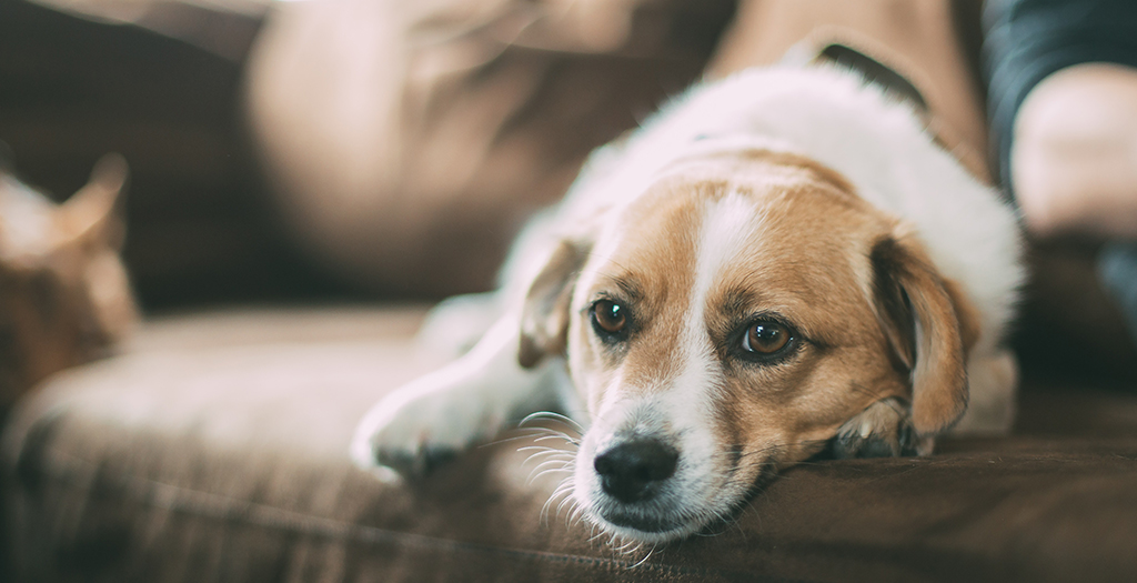 How To Help Your Dog Stop Crying When Left Alone