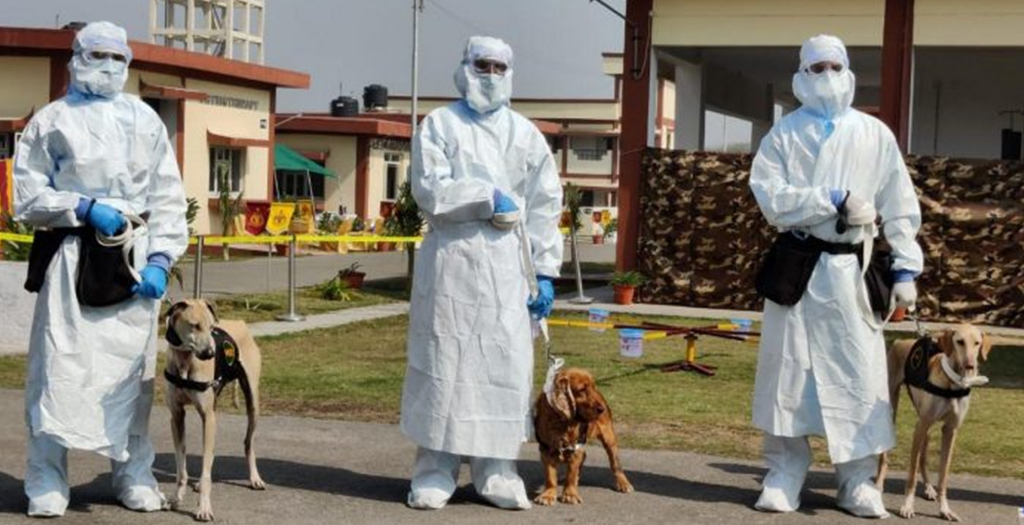 Indian Army Trains Chippiparai Dog Breed To Detect Covid-19 Infections In Real-Time