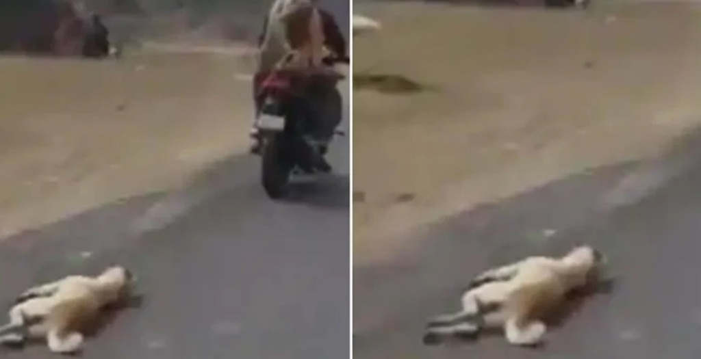 Man Arrested for Dragging Carcass of Dog using Bike