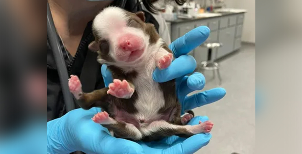 Meet Skipper, the 'Miracle' Puppy Born with Six Legs and Two Tails