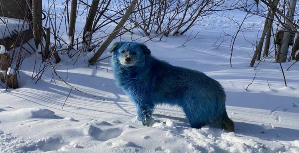Pack of Stray Dogs with Bright Blue Fur Spotted in Russia