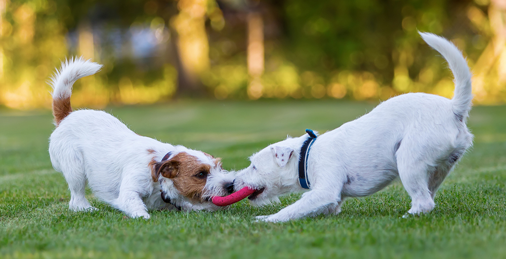 Pet Dogs Play more when Humans Watching, U.S. Study Says
