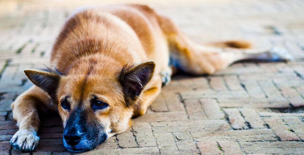 Residents, Activists Cry Foul Over killing of Stray Dogs