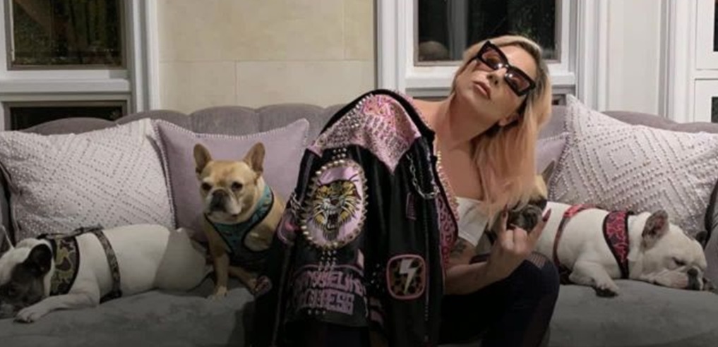 Singer Lady Gaga's Dog Walker Shot, 2 of her French Bulldogs Stolen in LA