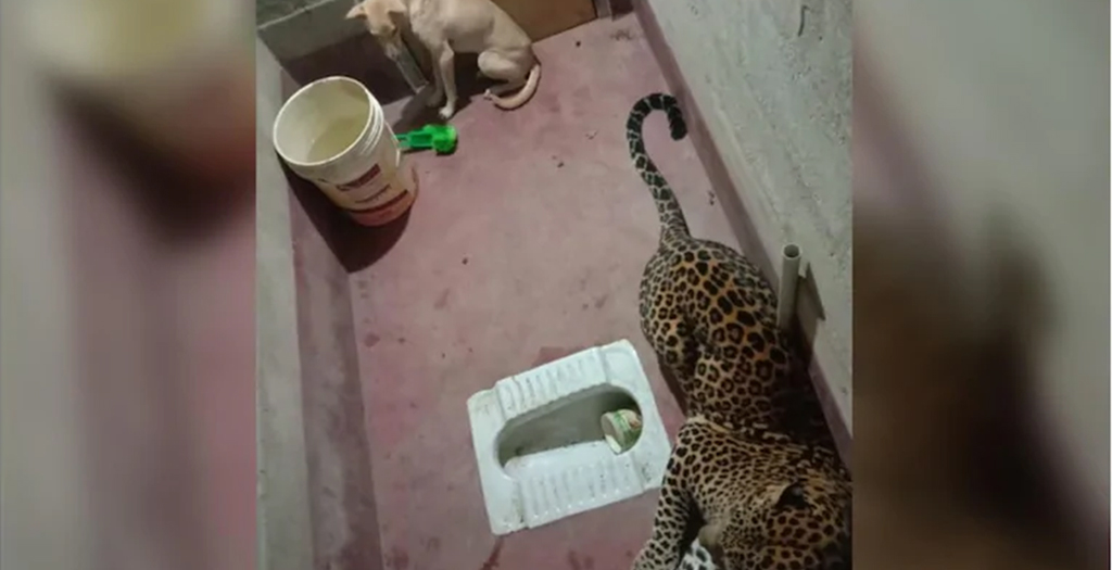 Stray Dog Trapped Inside Toilet with Leopard in Karnataka Village. What happened Next
