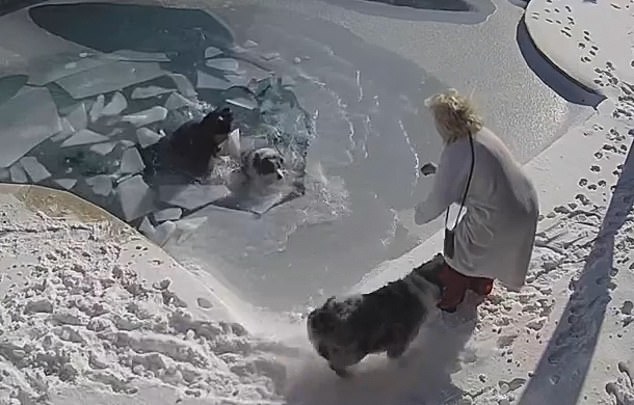 US Man Jumps into Freezing Pool Water to Rescue Pet Dog who Fell In