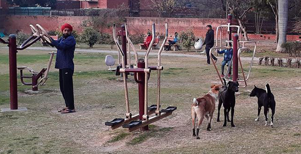 Unregistered Pets, Aggressive Strays to Reach MC Dog Pound