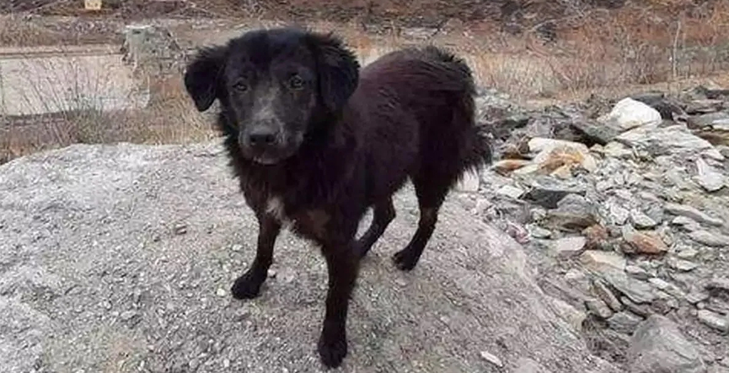 Uttarakhand Disaster 3 Days and Continuing, Loyal Dog Sits Outside Tapovan Tunnel Waiting for Men he Knew