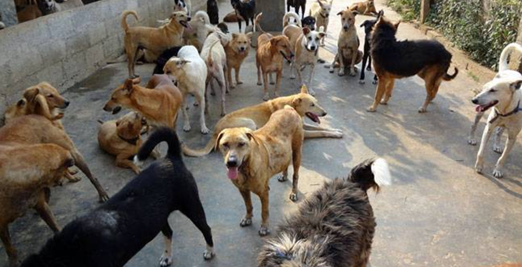 Feeding Street Dogs not a Crime