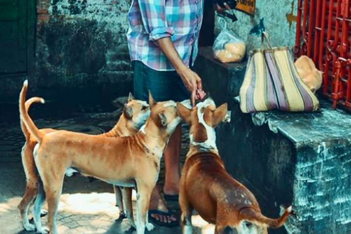 53-Year-Old Man Thrashed for Sheltering, Feeding Stray Dogs