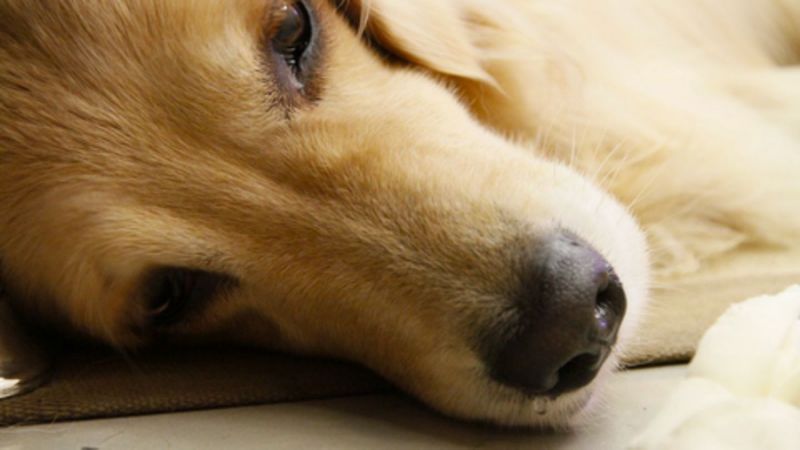 67-Year-Old Mumbai Man Rapes Female Stray Dog, Arrested After Act Caught on Camera