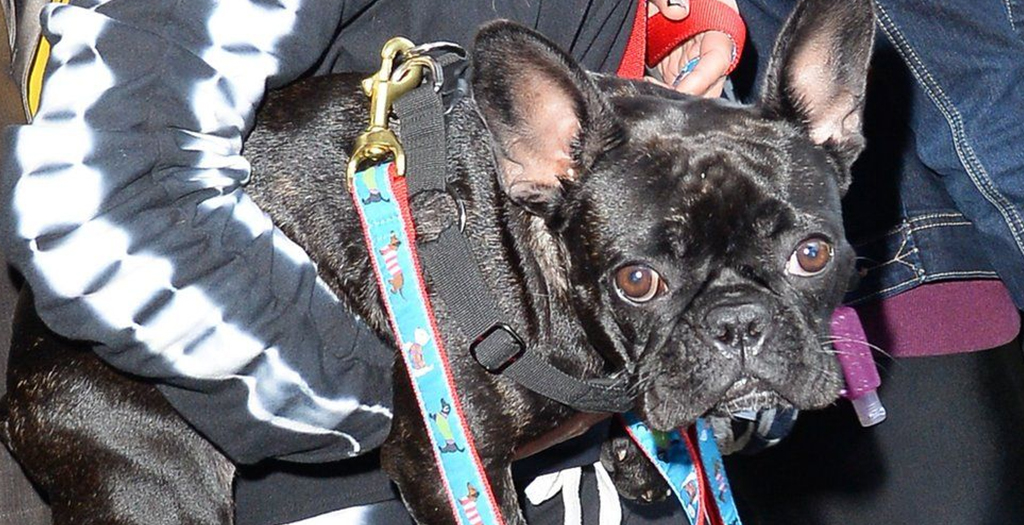 'A Very Close Call' Lady Gaga's Dog-Walker tells of Ordeal