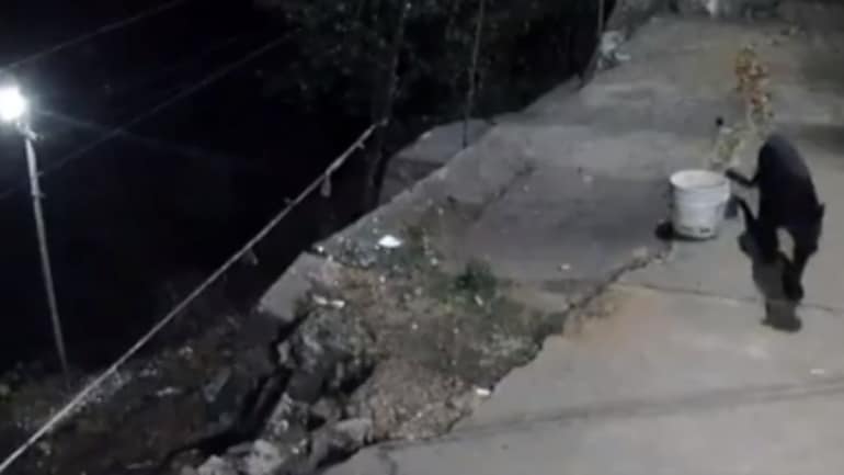 Black Panther Attacks Street Dog in Spine-Chilling Viral Video