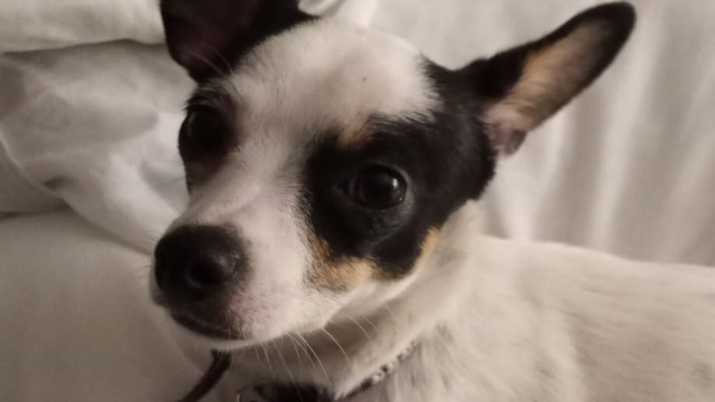 Dog Survives Fire, 2 Weeks Alone before being Reunited with Owner