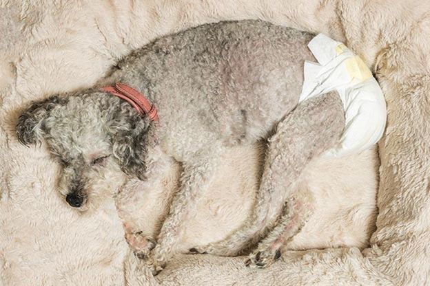 How to Make Doggy Diapers at Home