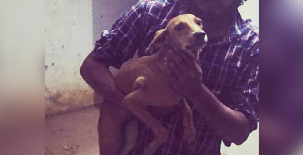Man Throws Stray Dog off Terrace