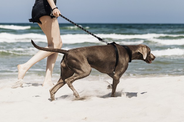 Best Dog Vacation Destinations in the U.S.