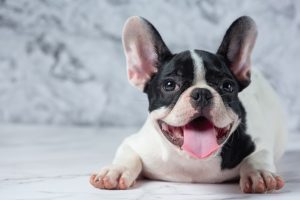 French Bulldog Basics
