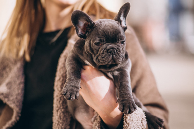 What Do French Bulldog Puppies Cost In The US