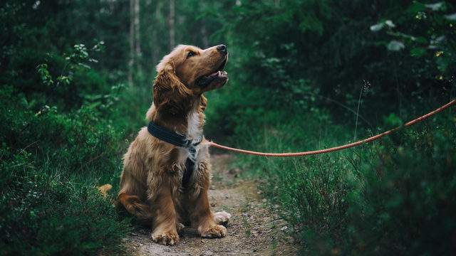 Vote for Jacksonville’s best dog park