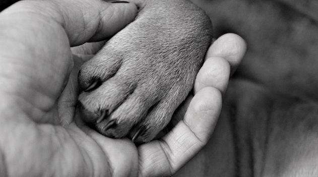 7 Tips For Teaching Your Dog To Accept Nail Trims