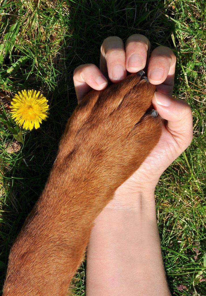 9 Common Paw Problems in Dogs – A Guide to Dog Owners
