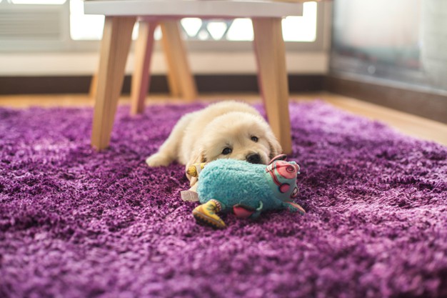 A Guide To Choosing Safe Chew Toys For Dogs