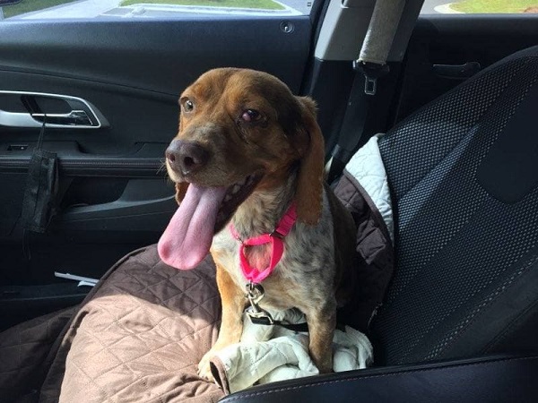 Beagle Rescue Of Southern Maryland’s Dog Of The Week