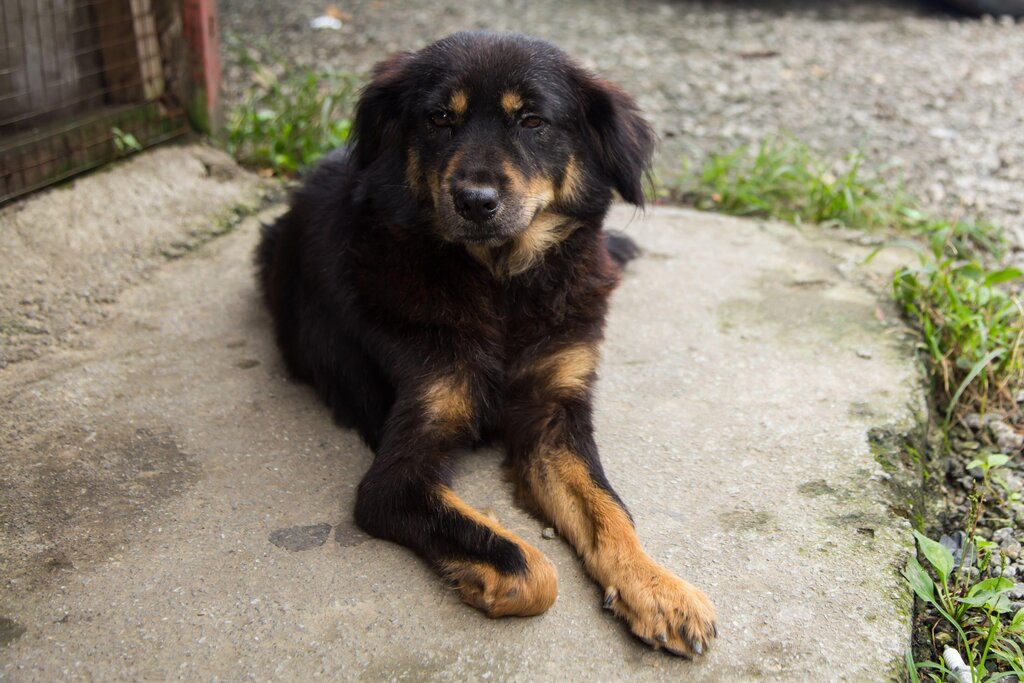 The Latest Coronavirus Comes From Dogs